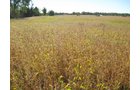 Property photo 15 - 80 Acres Offered in 4 Tracts - Horse Farm